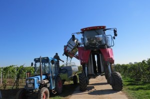 Harvest in the Rheingau with Vino Hound